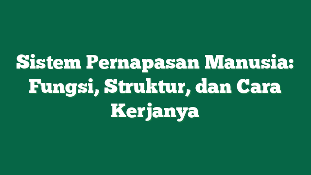 Sistem Pernapasan Manusia: Fungsi, Struktur, dan Cara Kerjanya